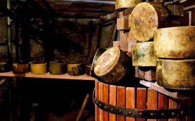 Pecorino in Cantina