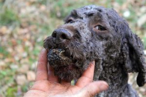 cava tartufo ricerca norcia 032