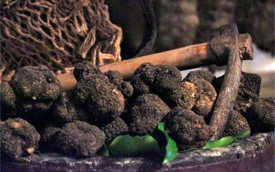 Black Truffle of Norcia