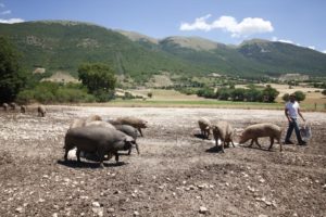 Suino Norcia maiali brado