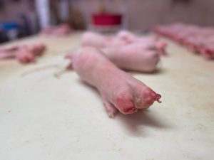 FB IMG 1703097796506